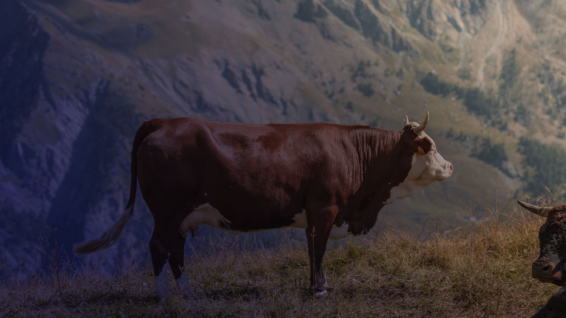 Agricoltura e Ambiente